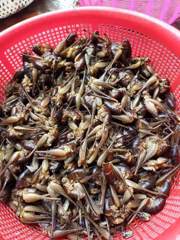 Đầu mùa, tôm rừng thường khá đắt, lên tới 500.000 đồng/kg. Giữa mùa, tôm từng hạ hơn, khoảng 250.000 - 300.000 đồng/kg. Ảnh: Internet