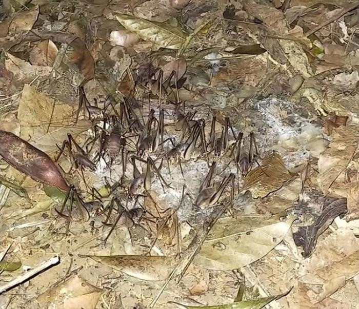 Nhắc đến tôm, nhiều người nghĩ ngay đến loài sinh vật sống dưới nước. Nhưng ở Lạng Sơn, có một loài tôm không sống dưới nước mà sống trong hang đá hoặc trên cây, đó là tôm rừng. Ảnh: Dân Việt