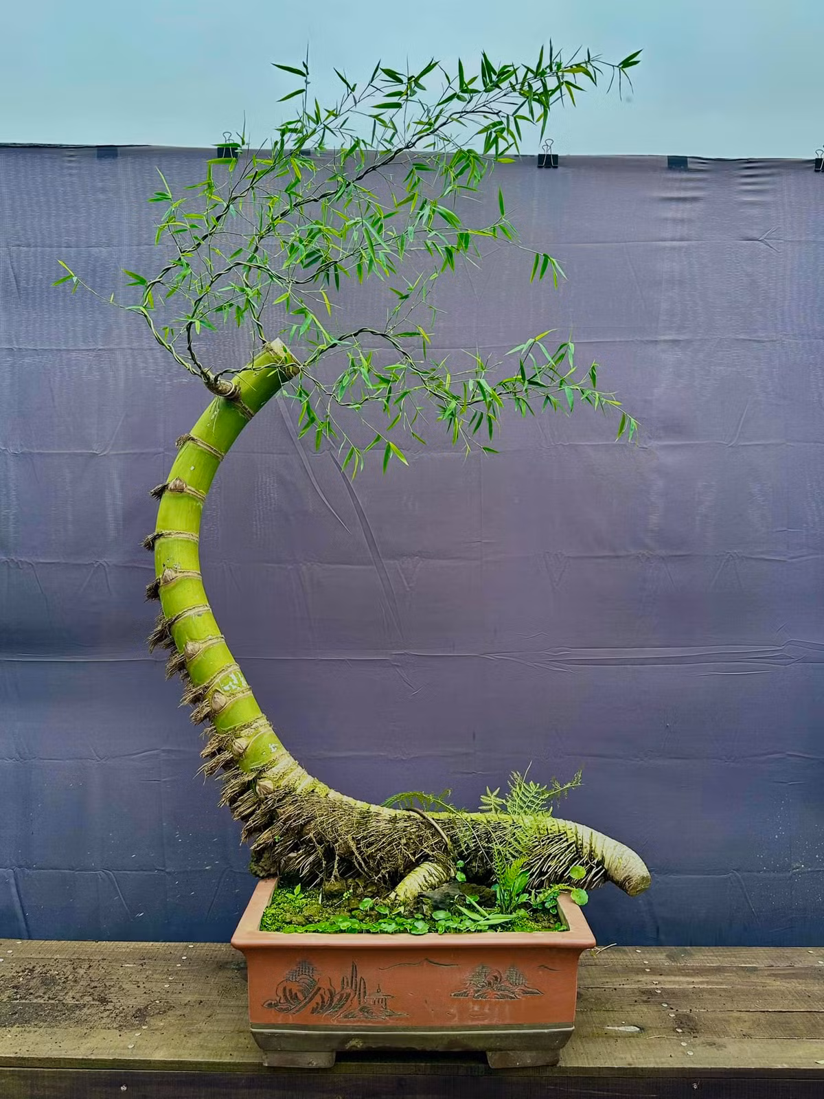 Trong hàng trăm, thậm chí hàng nghìn cây mới có một vài gốc tre có hình thù độc lạ. Ảnh: FB Trần Ngọc Điệp