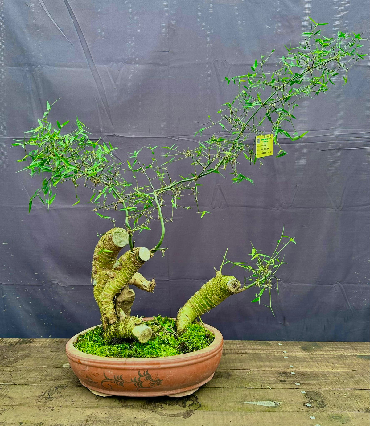 Tre bonsai lá nhỏ, bệ ôm đá. Ảnh: FB Trần Ngọc Điệp