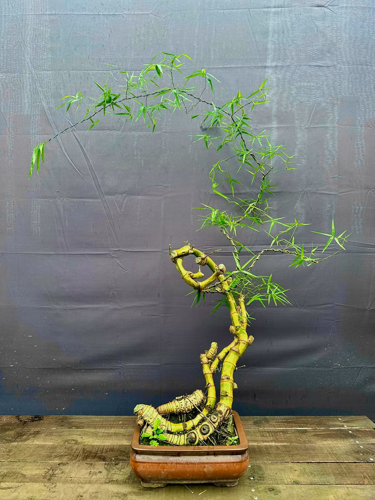 Theo các nghệ nhân, không phải cây tre nào cũng có thể tạo thành tác phẩm bonsai. Ảnh: FB Trần Ngọc Điệp