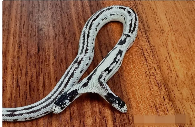 Kinh ngạc rắn hai đầu được trả 1,3 tỷ chủ quyết không bán - Hình 2 Kinh ngac ran hai dau duoc tra 1,3 ty chu quyet khong ban-Hinh-2