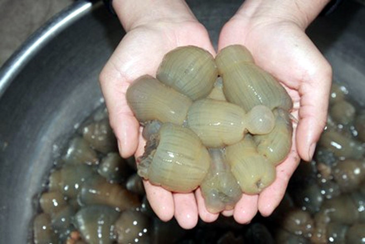 Giá rum biển tăng cao do rum biển trong tự nhiên ngày càng ít. Hơn nữa, thợ lặn theo nghề cũng ít hơn so với trước. Ảnh: Dân Việt