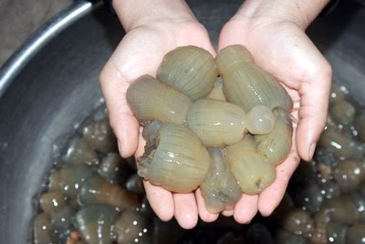 Giá rum biển tăng cao do rum biển trong tự nhiên ngày càng ít. Hơn nữa, thợ lặn theo nghề cũng ít hơn so với trước. Ảnh: Dân Việt