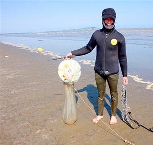 Để bắt được rum biển, ngư dân phải ngâm mình dưới nước, đi giật lùi theo bãi biển, 2 chân liên tục đạp nhẹ xuống cát để tìm và bắt ngay con rum lơ lửng trong nước. Ảnh: Báo Nghệ An