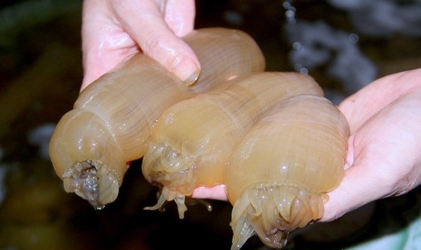  Rum biển là một loại hải sâm quý, hình thù tựa như con giun đất nhưng kích thước lớn hơn, miệng có xúc tu, thân mũm mĩm. Ảnh: Báo Nghệ An