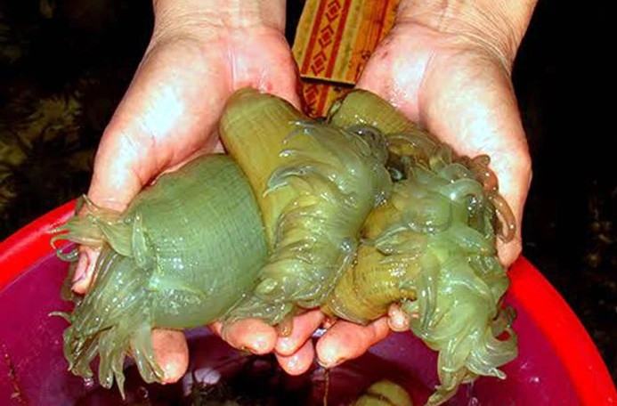 Rum biển được ví như thần dược tốt cho đàn ông, có nhiều tại một số vùng biển thuộc Nghệ An, Thanh Hóa, Hà Tĩnh...Ảnh: Báo Nghệ An
