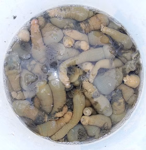 Đặc điểm của loài này là phần thân nhiều nhớt, trơn. Phần thân giữa phình to còn 2 đầu thon nhỏ. Ảnh: SGGP