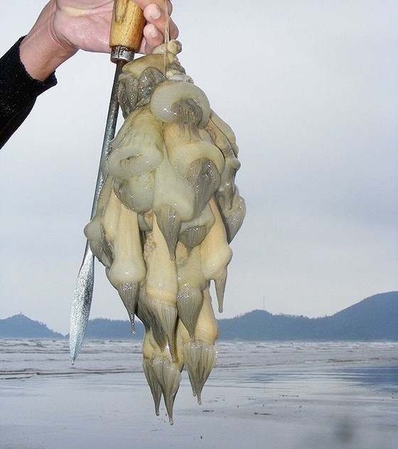 Việc đánh bắt rum biển chủ yếu dựa vào thủ công và kinh nghiệm của thợ lặn. Ảnh: SGGP