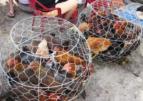 Bí mật xác minh, các trinh sát phát hiện người đàn bà này có một cậu em trai tên là Nguyễn Minh Nhựt - (SN 1995; ngụ phường Tân Bình, TP. Dĩ An, tỉnh Bình Dương, làm nghề giao gà). Thỉnh thoảng Nhật có mượn xe của chị gái. Chưa hết, chiếc mũ bảo hiểm của Nhựt khá giống với hình ảnh chiếc mũ bảo hiểm của nghi can mà camera đã ghi lại. Nhựt đã bị cơ quan chức năng bắt giữ. (Ảnh minh họa, nguồn ảnh Internet)