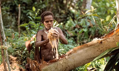 Do sống cách biệt với thế giới bên ngoài nên cuộc sống của họ không khác là bao so với thời nguyên thủy. Một số nghiên cứu chỉ ra rằng bộ tộc này từng có tục săn đầu người và ăn thịt đồng loại.