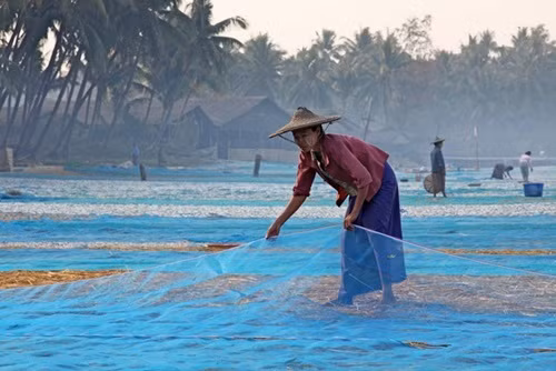 Người dân làng chài Ngapali ở Rakhine phơi lưới. Ảnh: Fotopedia.