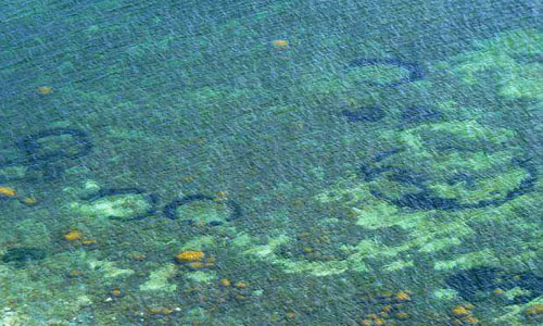 Các chuyên gia lý giải trên thảm cỏ biển xuất hiện những loại khuẩn ngoại lai. Chúng sẽ ăn mòn và dần xâm chiếm cỏ biển nơi đây theo các hình tròn và oval.