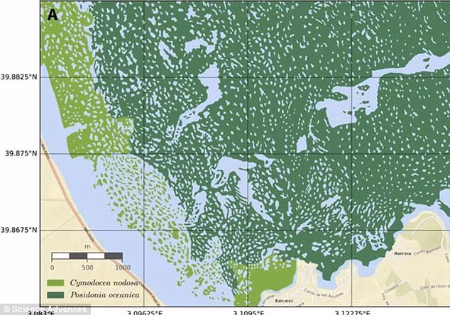Theo các chuyên gia, "vòng tròn thần tiên" này xuất hiện chính là kết quả của những "mảng trơ trụi" trên thảm cỏ biển ở đảo Balearic (thuộc Địa Trung Hải) và Baltic.