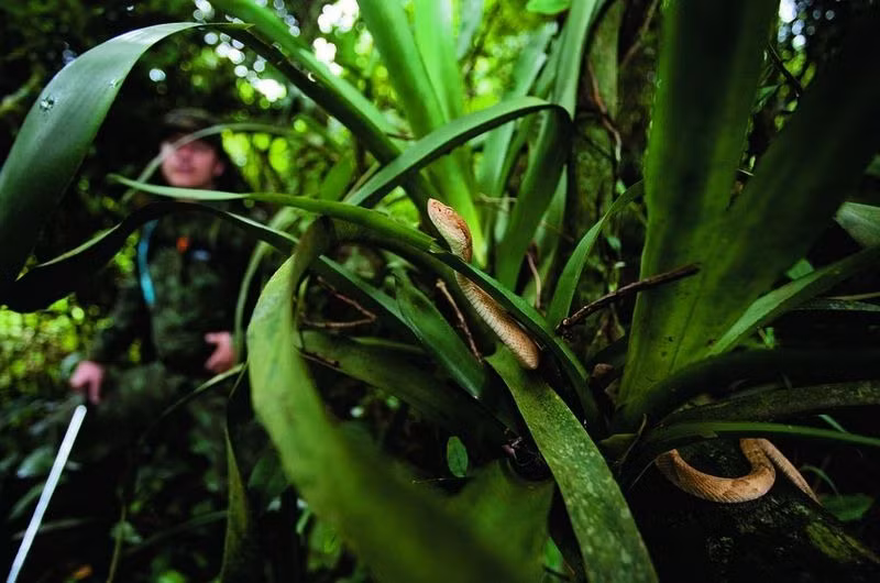 Một trong những loài rắn nguy hiểm nhất thế giới trú ngụ ở đảo Rắn chính là rắn lục đầu vàng. Theo các chuyên gia, nọc độc của rắn lục đầu vàng mạnh gấp 5 lần so với nọc rắn trên đất liền.