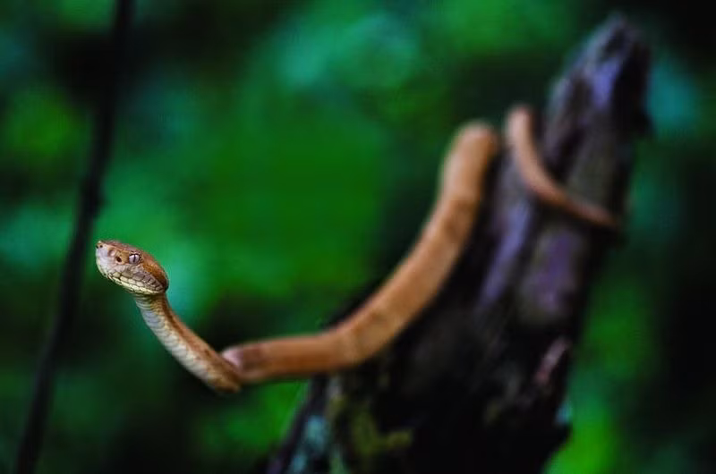 Chính vì mức độ nguy hiểm của đảo Rắn nên Hải quân Brazil đã cấm tất cả người dân tiếp cận nơi này, trừ một số chuyên gia, nhà khoa học thực hiện các nghiên cứu.