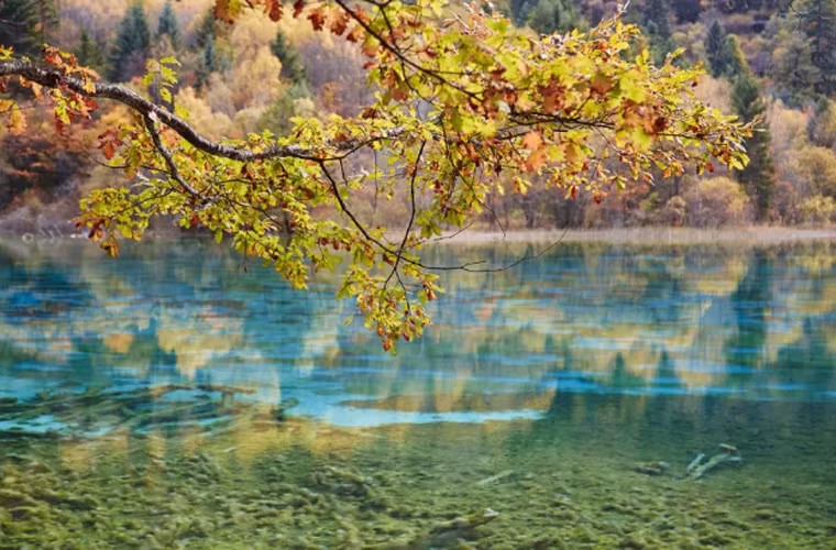 Công viên quốc gia Jiuzhaigou ở Trung Quốc nổi tiếng với hồ nước trong vắt, bao quanh bởi cánh rừng xanh rậm rạp.