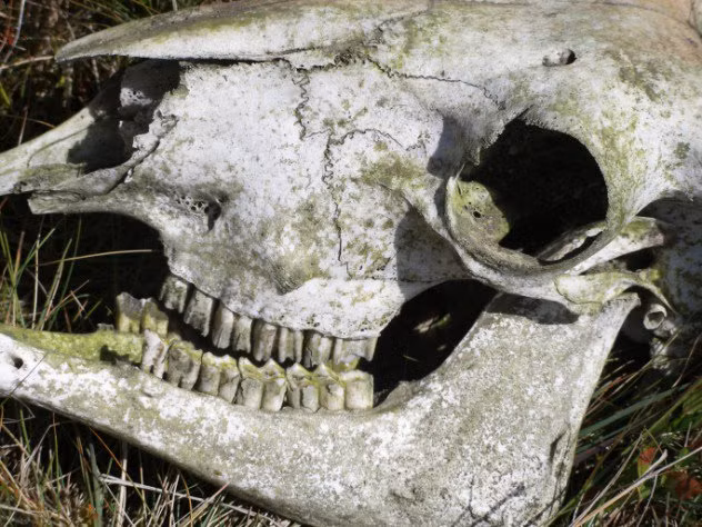 Năm 1945, chủ nhân của Gruinard muốn trở lại đảo này nhưng chính phủ Anh tuyên bố nó không còn là nơi phù hợp để con người và động vật cư trú. Chính phủ khẳng định chủ nhân của đảo, hoặc những người thừa kế tài sản của ông, sẽ có quyền mua lại hòn đảo với giá 500 bảng Anh sau khi quá trình khử vi khuẩn bệnh than trên đảo kết thúc. Kể từ đây, nhiều vấn đề khác đã phát sinh.