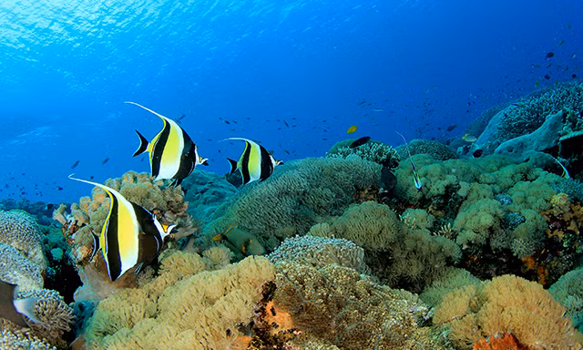 Đảo Tiburon là đảo lớn nhất của Mexico, có khí hậu nóng và đất đai cằn cỗi. Đây là nơi sinh sống của bộ tộc thổ dân Seri. Tiburon la nơi có trữ lượng vàng lớn, hấp dẫn dân khai thác đến từ Mỹ và Mexico. Đây cũng là hòn đảo bí ẩn gắn liền với câu chuyện rùng rợn, khó lý giải.