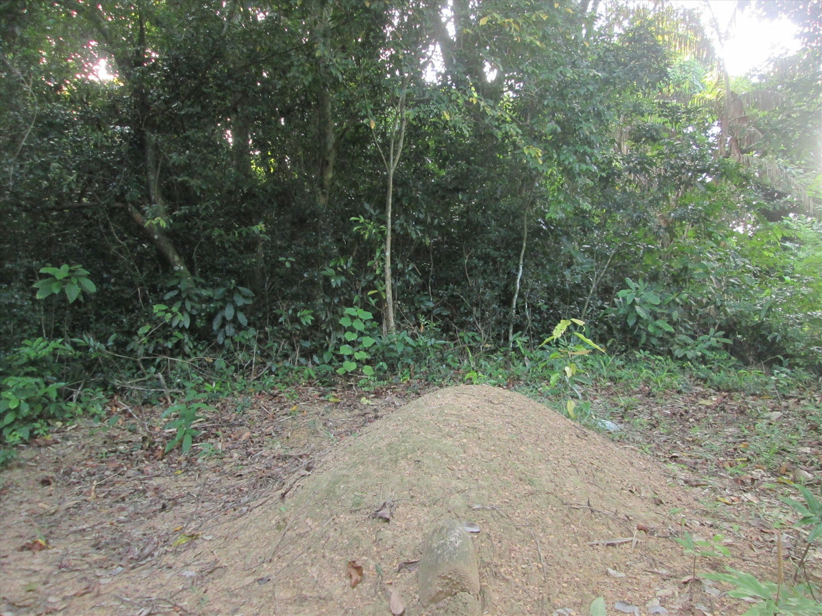 Đến khu vực nhà thầy Hai Tưng, bà con phát hoảng khi thấy phía sau nhà, mé bờ kinh Cả Gừa (ấp Hạ, xã Tân Bình) có một đám đất nhú lên bốc mùi hôi thối. Khu đất trên chỉ cách nhà thầy Tưng khoảng chừng 500 mét. Sinh nghi, người dân tổ chức đào bới thì phát hiện một thi thể mất đầu. Mọi người kinh hãi và trính báo sự việc lên công an địa phương. Ngay trong chiều cùng ngày, cơ quan chức năng đã yêu cầu kiểm tra hành chính. Cánh cửa mở toang, công an phát hiện 3 cái sọ người đặt trên bàn thờ. Cạnh đó, một hũ keo chứa những chùm lông đen ngòm được đậy kỹ cùng nhiều dao lam và dao Thái Lan còn vương vết máu. Thầy Hai Tưng lúc này mặt tái mét, miệng lắp bắp trước những câu hỏi của cơ quan chức năng. (Ảnh minh họa, nguồn Internet) 