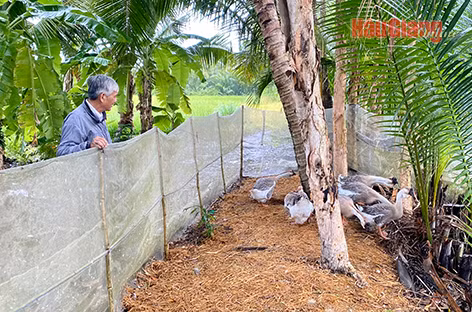 Nuoi con tron map giong nhu qua ho lo ban 3 trieu dong/con