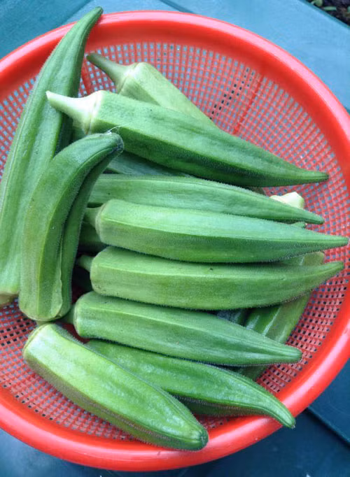 Đậu bắp xanh non mơn mởn...