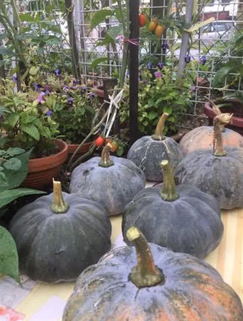 Bí đỏ vào mùa thu hoạch.