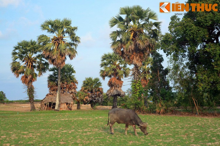 Hiện diện trong mọi mặt đời sống, tại nhiều vùng đất, cây thốt nốt được coi như biểu tượng văn hóa của địa phương, như Tamil, Nam Sulawesi, Indonesia và Campuchia. Trong khi đó ở Việt Nam, loài cây này đã trở thành một bản sắc văn hóa của miền Tây Nam Bộ...