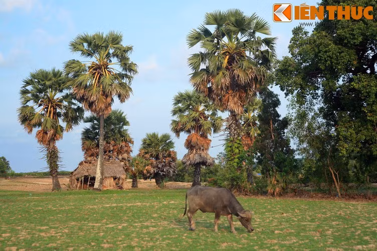 Hiện diện trong mọi mặt đời sống, tại nhiều vùng đất, cây thốt nốt được coi như biểu tượng văn hóa của địa phương, như Tamil, Nam Sulawesi, Indonesia và Campuchia. Trong khi đó ở Việt Nam, loài cây này đã trở thành một bản sắc văn hóa của miền Tây Nam Bộ...