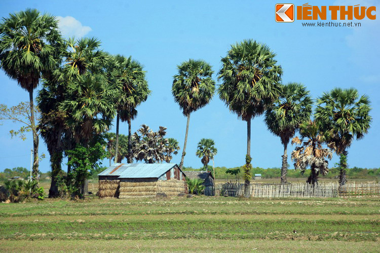 Những hàng cây thốt nốt cao vút, tán lá tròn xoe như quả cầu là một cảnh quan đặc trưng của miền Tây Nam Bộ. Xung quanh loài cây độc đáo này là nhiều câu chuyện lý thú.