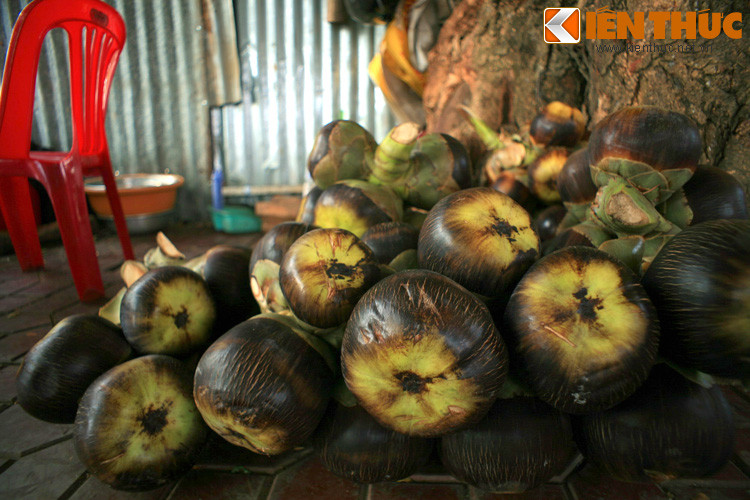 Có một điều thú vị là cây thốt nốt có cây đực và cây cái. Hoa cây cái có thể kết trái, còn hoa cây đực thì không. Vì vậy mà người ra thường dùng cây cái để thu hoạch trái, còn cây đực để thu hoạch nước.