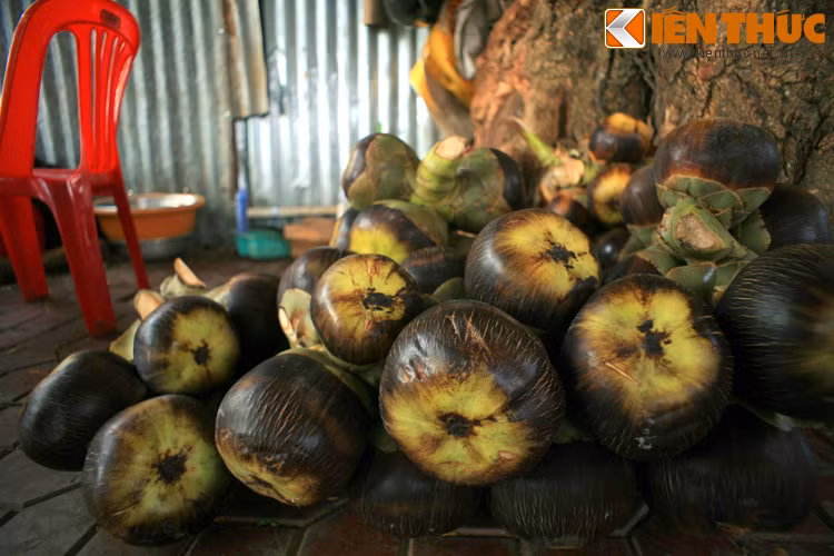 Có một điều thú vị là cây thốt nốt có cây đực và cây cái. Hoa cây cái có thể kết trái, còn hoa cây đực thì không. Vì vậy mà người ra thường dùng cây cái để thu hoạch trái, còn cây đực để thu hoạch nước.