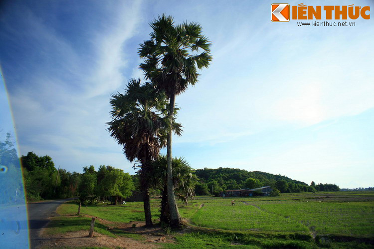 Ngày nay, cây thốt nốt vẫn là nguồn cung cấp nguyên vật liệu cho việc lợp mái nhà, đan rổ rá, quạt, nón, ô, làm chất đốt (lá), đóng hàng rào, làm dây thừng (cuống lá), đóng đồ đạc, làm cột nhà, dầm cầu (thân)...