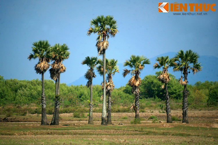 Theo sách Gia Định Thành thông chí của Trịnh Hoài Đức, thốt nốt là loài cây đa dụng hiếm có: "Thân lớn dùng làm cung tên, nhánh nhỏ dùng làm dây thừng, lá già để đan từng tấm dùng che mưa gió, lá non tước ra làm buồm, chiếu, dùng trong cả nước".