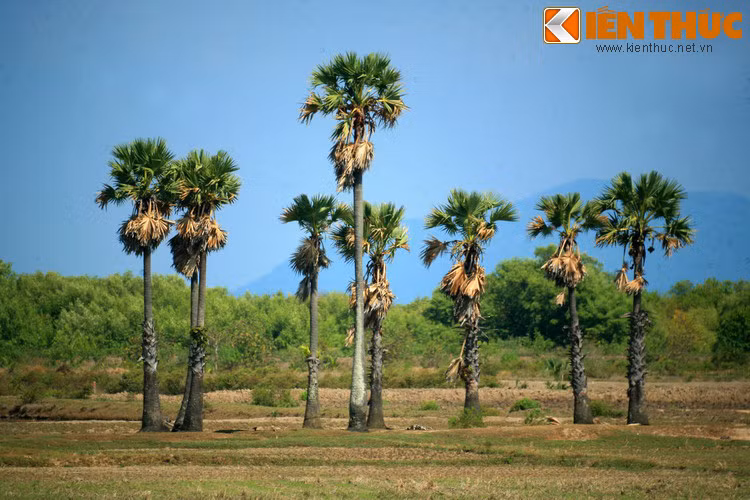 Theo sách Gia Định Thành thông chí của Trịnh Hoài Đức, thốt nốt là loài cây đa dụng hiếm có: "Thân lớn dùng làm cung tên, nhánh nhỏ dùng làm dây thừng, lá già để đan từng tấm dùng che mưa gió, lá non tước ra làm buồm, chiếu, dùng trong cả nước".