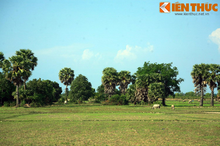 Trên phương diện khoa học, thốt nốt là một loài cây thuộc họ cau, phân bố ở các vùng khí hậu nóng tại Nam Á và Đông Nam Á. Ở miền Tây, cây thốt nốt tập trung nhiều nhất ở các tỉnh Kiên Giang, An Giang. Tên gọi cây thốt nốt bắt nguồn từ cách người Khmer gọi loài cây này là “th’not”. Ngoài ra cây còn có tên gọi khác là cây bối đa.