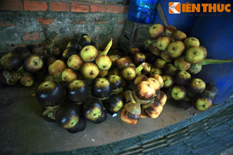 Trong văn hóa ẩm thực, cây thốt nốt cũng có rất nhiều ứng dụng. Đầu tiên phải kể đến là quả thốt nốt. Loại quả này to gần bằng quả dừa, vỏ cứng màu đen, cuống và đáy quả màu xanh, mọc thành chùm chi chít như sung, nhìn rất bắt mắt.