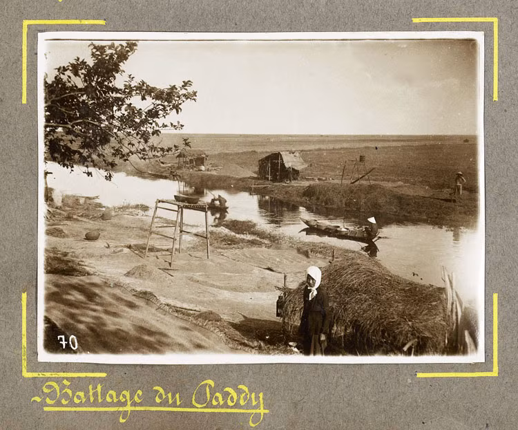 Bãi tuốt lúa của nông dân Châu Đốc.