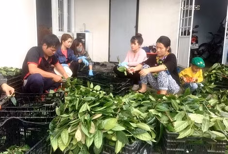 Vuong quoc bi an 40 loai tra hoa vang quy hiem o Viet Nam