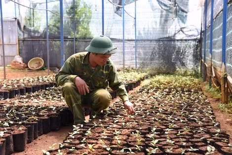 Vuong quoc bi an 40 loai tra hoa vang quy hiem o Viet Nam-Hinh-3