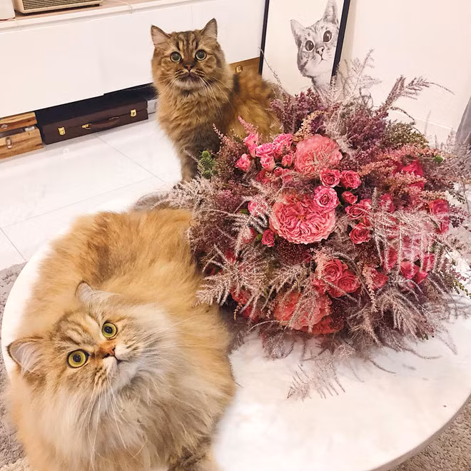 Bích Phương lộ bằng chứng hẹn hò Shark Khoa? - Hình 2 Bich Phuong lo bang chung hen ho Shark Khoa?-Hinh-2