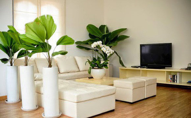 Cây xanh nên đặt ở phía Đông, Đông Nam của ngôi nhà hay văn phòng, cây sẽ giúp nghề nghiệp của bạn thăng tiến, tăng tuổi thọ người trong nhà. Một số loại cây được xem là cây tài lộc phong thủy như: ngọc bích có lá giống viên đá cẩm thạch, hoa cúc, mẫu đơn, hay các loại cây lọc khí như lưỡi hổ, thường xuân,… Tuyệt đối tránh trồng các loại cây có gai nhọn trong nhà mà chỉ nên trồng bên ngoài như xương rồng, tạo nên dòng năng lượng độc hại có thể gây bệnh tật hay bất hạnh cho gia chủ.