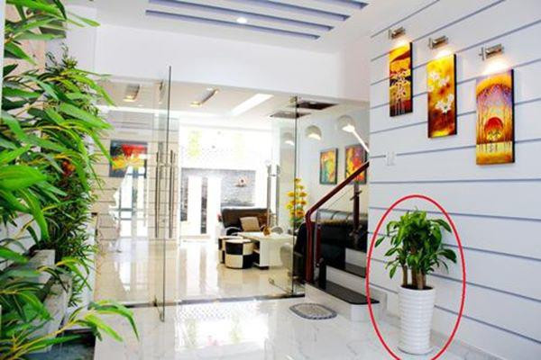  4. Trồng cây xanh trong nhà hoặc trước nhà: Theo quan niệm về phong thủy, cây xanh mang lại khá nhiều lợi ích, đặc biệt những loại cây mọng nước là biểu tượng cho sự cát tường nên thường được mọi người ưa chuộng. Tại sao bạn không lên ý tưởng trồng ngay một số loại cây xanh trong nhà hoặc trước cửa nhà đang trống, vừa làm cảnh, tạo không gian xanh mát, vừa đem lại thịnh vượng cho gia đình.