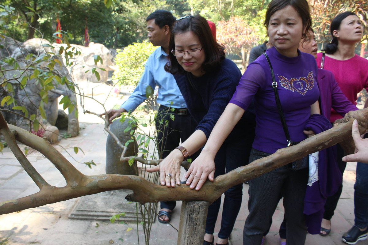 Chuyen giat minh loat “quai cay” tram tuoi hoi tu o dien Lam Kinh