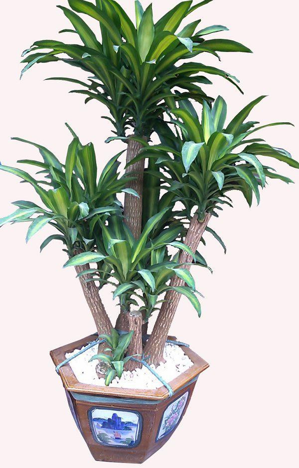 4. Cây thiết mộc lan: Thiết mộc lan là loại cây có nguồn gốc từ Tây Phi nhưng được trồng phổ biến ở nhiều nơi trên thế giới và đã trở thành loại cây nội thất được ưa chuộng ở Việt Nam.