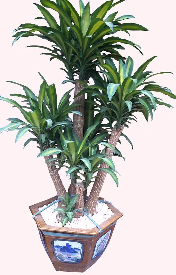 4. Cây thiết mộc lan: Thiết mộc lan là loại cây có nguồn gốc từ Tây Phi nhưng được trồng phổ biến ở nhiều nơi trên thế giới và đã trở thành loại cây nội thất được ưa chuộng ở Việt Nam.