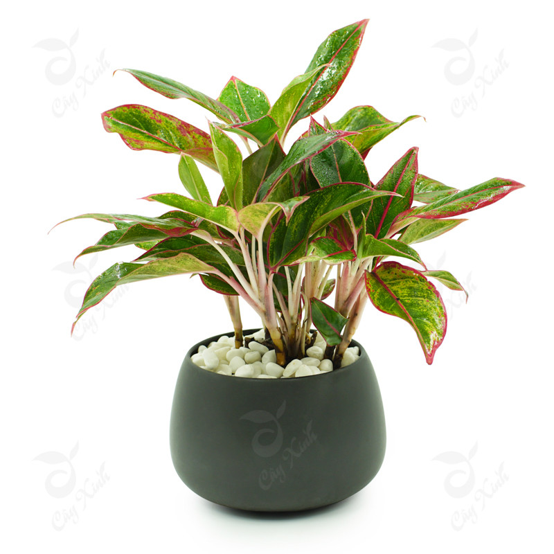 Đây là loại cây có ý nghĩa phong thủy mang đến cho gia chủ sự may mắn, giàu sang và phú quý cho đúng với tên gọi, không chỉ vậy còn có tác dụng lọc sạch không khí, giảm bớt khói bụi, hấp thụ chất hữu cơ dễ bay hơi gây bệnh.