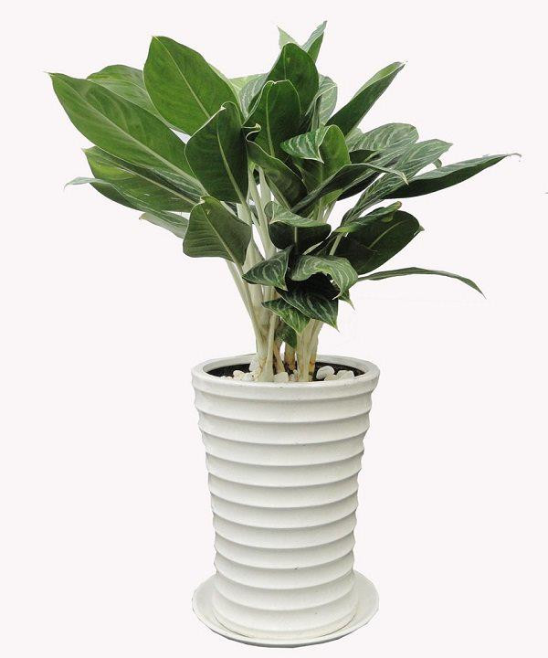 3. Cây bạch mã hoàng tử: Cây bạch mã hoàng tử là loại cây chịu bóng tốt. Cây mọc bụi vì cây con thường đâm chồi từ thân cây mẹ. Lá xanh, thân và cuốn lá màu trắng, tán lá lớn. Gân và bẹ lá cây bạch mã hoàng tử màu trắng tạo nên điểm thu hút dễ nhớ.