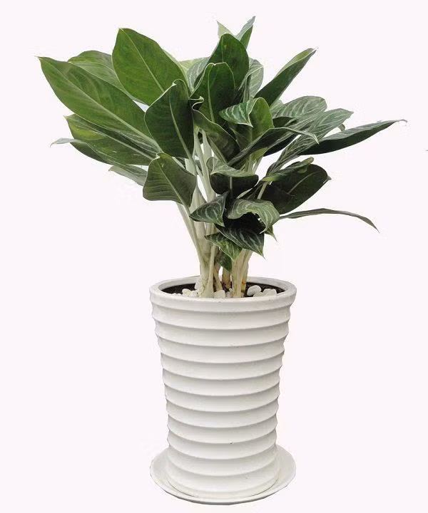 3. Cây bạch mã hoàng tử: Cây bạch mã hoàng tử là loại cây chịu bóng tốt. Cây mọc bụi vì cây con thường đâm chồi từ thân cây mẹ. Lá xanh, thân và cuốn lá màu trắng, tán lá lớn. Gân và bẹ lá cây bạch mã hoàng tử màu trắng tạo nên điểm thu hút dễ nhớ.