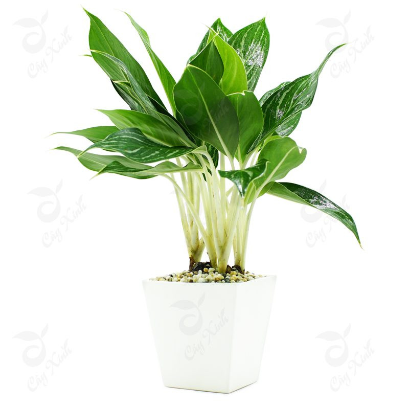 Cây trồng trong chậu rất đẹp, dùng trang trí trong nhà, văn phòng rất phù hợp. Với kích thước bụi cây nhỏ từ 15 – 25 cm, cây có thể được chọn trồng vào những chậu nhỏ để đặt trên bàn hoặc cửa sổ.